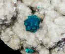 Spectacular Blue Cavansite Clusters on Stilbite - India #64822-3